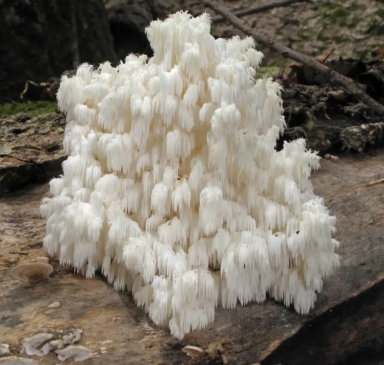 bear head tooth fungus.webp